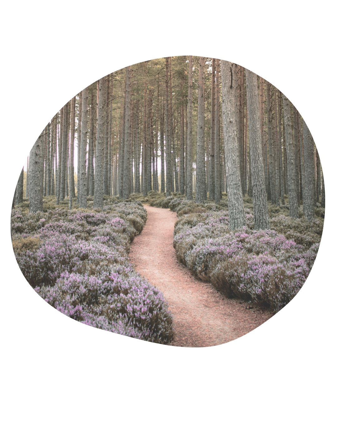 Il mio percorso formativo